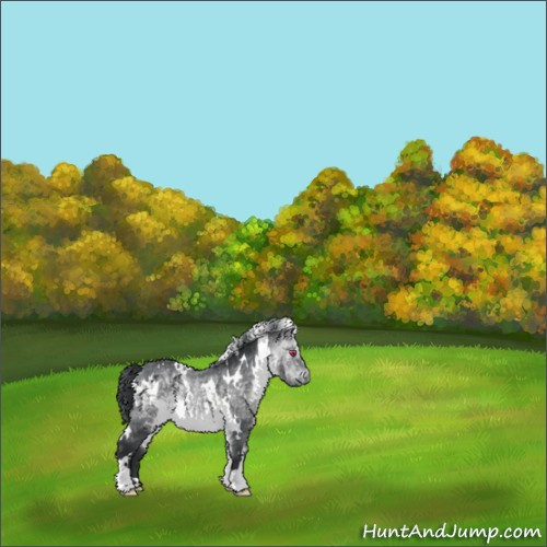 Horse Color:White Spotted Bay Chinchilla 