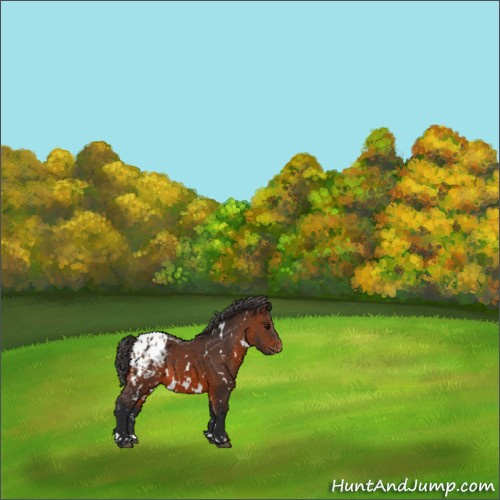 Horse Color:White Spotted Brown Appaloosa 