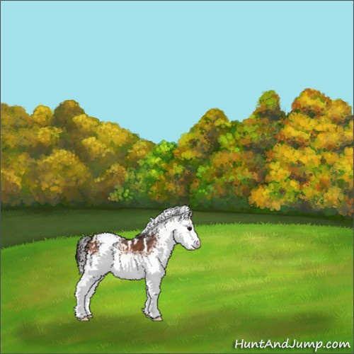 Horse Color:White Spotted Bay Appaloosa 