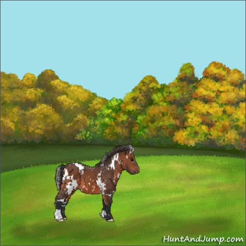 Horse Color:White Spotted Bay 