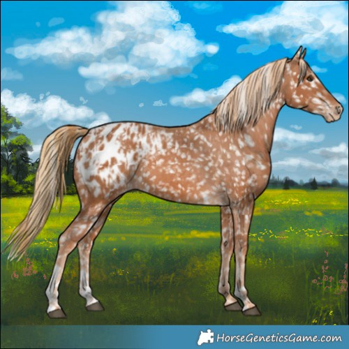 Horse Color:Chestnut Appaloosa  and Chestnut Appaloosa 