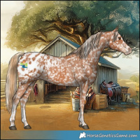 Horse Color:Chestnut Appaloosa  and Chestnut Appaloosa 