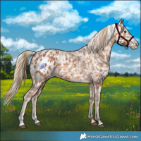 Horse Color:Chestnut Appaloosa  and Chestnut Appaloosa 