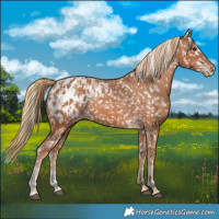 Horse Color:Chestnut Appaloosa and Chestnut Appaloosa