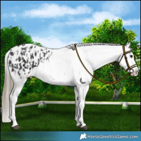 Horse Color:Smoky Black Appaloosa  and Smoky Black Appaloosa 