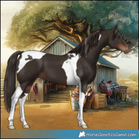 Horse Color:Liver Chestnut Tobiano 