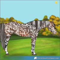 Horse Color:Bay Snowflake Varnish  and Bay Splash Snowflake Varnish 