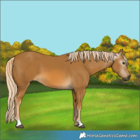 Horse Color:Gray Palomino 