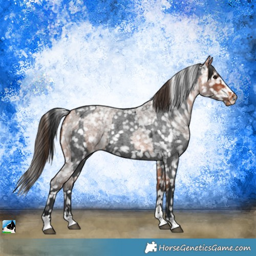 Horse Color:Blue Roan Appaloosa and Bay Roan Appaloosa