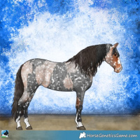 Horse Color:Blue Roan Appaloosa  and Bay Roan Appaloosa 