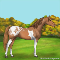 Horse Color:Chestnut Tobiano Appaloosa 