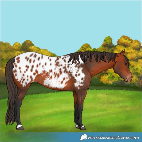 Horse Color:Bay Appaloosa 