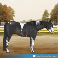Horse Color:Bay Sabino Tobiano  and Liver Chestnut Sabino Tobiano 