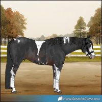 Horse Color:Bay Sabino Tobiano and Liver Chestnut Sabino Tobiano