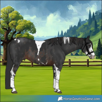 Horse Color:Bay Sabino Tobiano and Liver Chestnut Sabino Tobiano