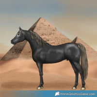 Horse Color:Gray Liver Chestnut Mushroom Rabicano
