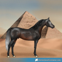 Horse Color:Gray Brown Mushroom Rabicano 