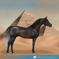 Horse Color:Gray Brown Mushroom Rabicano 