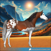 Horse Color:Bay Splash Appaloosa