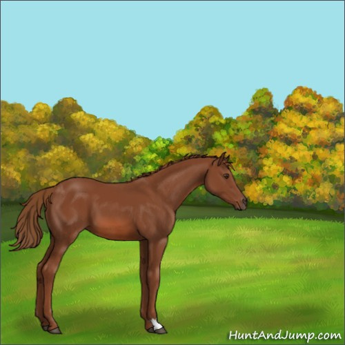 Horse Color:Chestnut 
