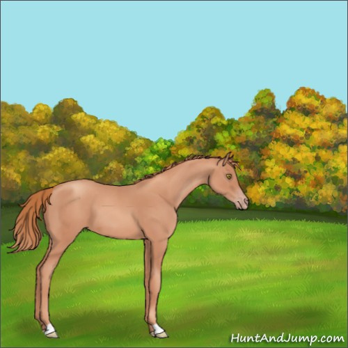 Horse Color:Gold Champagne 