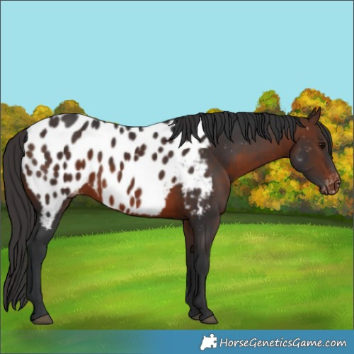 Horse Color:Brown Appaloosa 