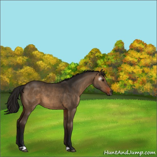 Horse Color:Gray Bay Dun 