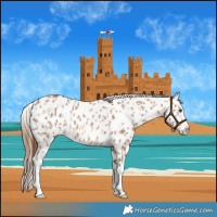 Horse Color:Red Dun Leopard  and Red Dun Splash Leopard 