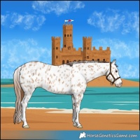 Horse Color:Red Dun Appaloosa and Red Dun Splash Appaloosa