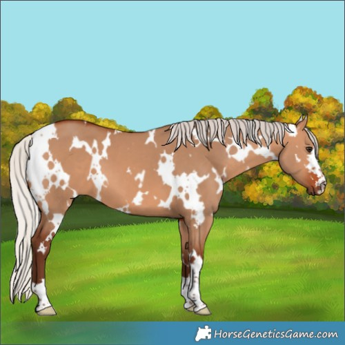 Horse Color:White Spotted Silver Bay Dun
