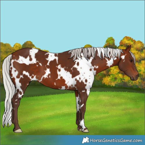 Horse Color:White Spotted Silver Bay 