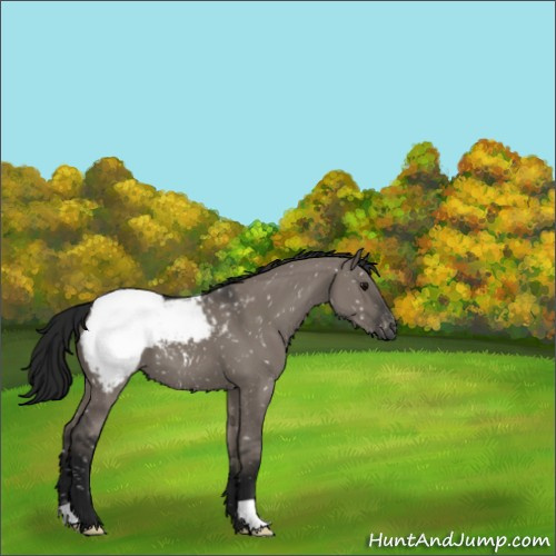 Horse Color:Gray Grullo Appaloosa 