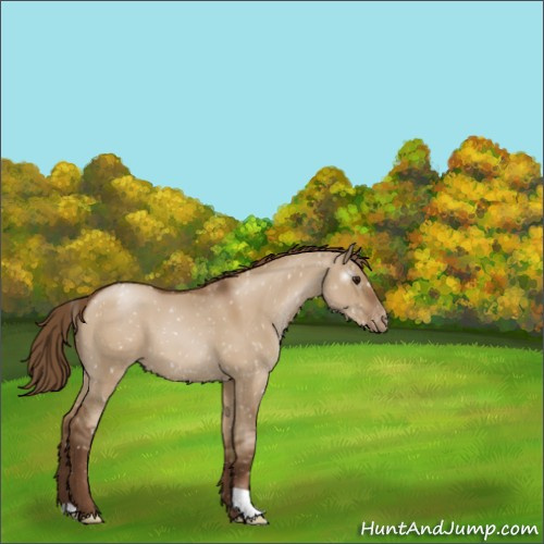 Horse Color:Gray Grullo Pearl Appaloosa 