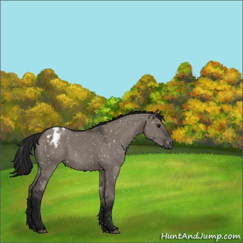 Horse Color:Gray Grullo Appaloosa 