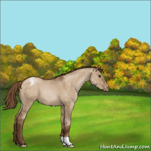 Horse Color:Gray Grullo Pearl Appaloosa 