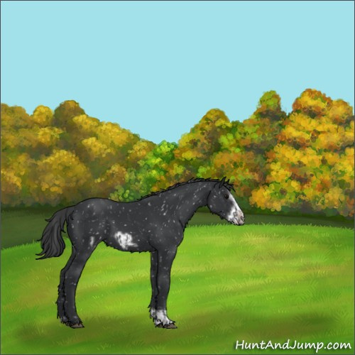 Horse Color:Black Appaloosa  and Black Frame Appaloosa 