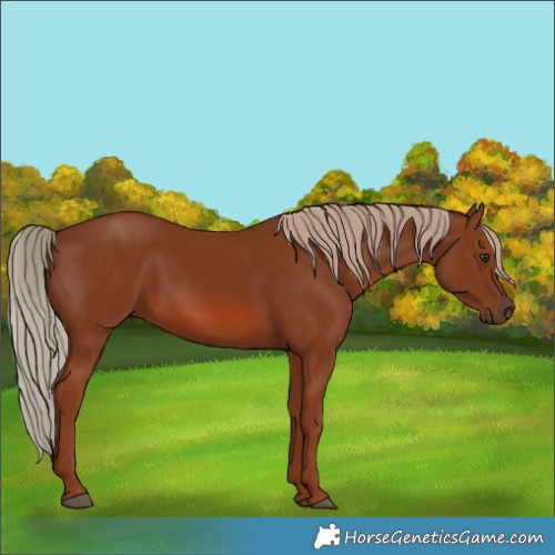 Horse Color:Chestnut 