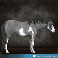Horse Color:Blue Roan Sabino