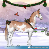 Horse Color:Chestnut Sabino Splash Rabicano 