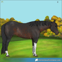 Horse Color:Brown Tobiano Rabicano 