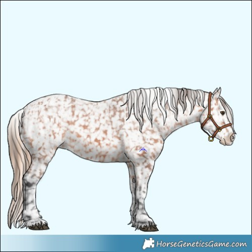 Horse Color:Chestnut Appaloosa  and Bay Appaloosa 