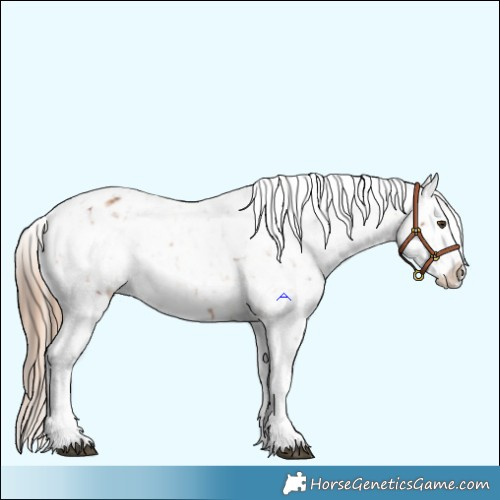 Horse Color:Chestnut Appaloosa  and Bay Appaloosa 