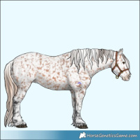 Horse Color:Chestnut Appaloosa  and Bay Appaloosa 