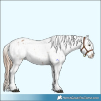 Horse Color:Chestnut Snowflake Varnish  and Bay Snowflake Varnish 