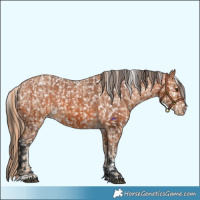 Horse Color:Chestnut Appaloosa  and Bay Appaloosa