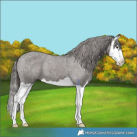 Horse Color:Liver Chestnut Splash Appaloosa 
