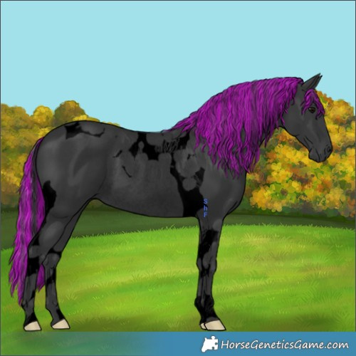 Horse Color:Void Painted Black Tobiano Rabicano 