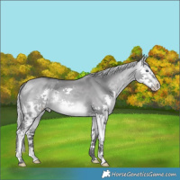 Horse Color:Silver Buckskin Chinchilla Dun Splash 