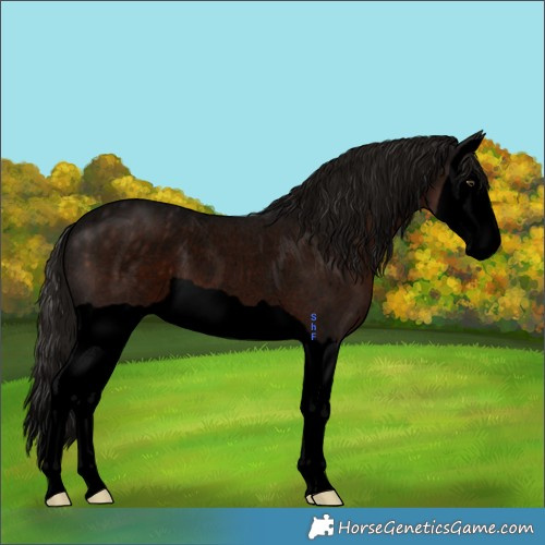 Horse Color:Void Liver Chestnut Splash Appaloosa Rabicano 