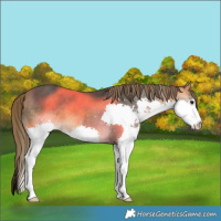 Horse Color:Buckskin Splash Varnish 